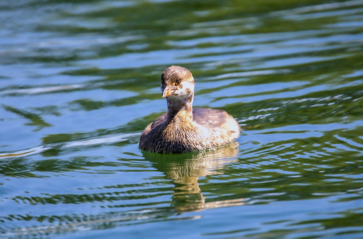 Pied-billed Grebe - ML624136442