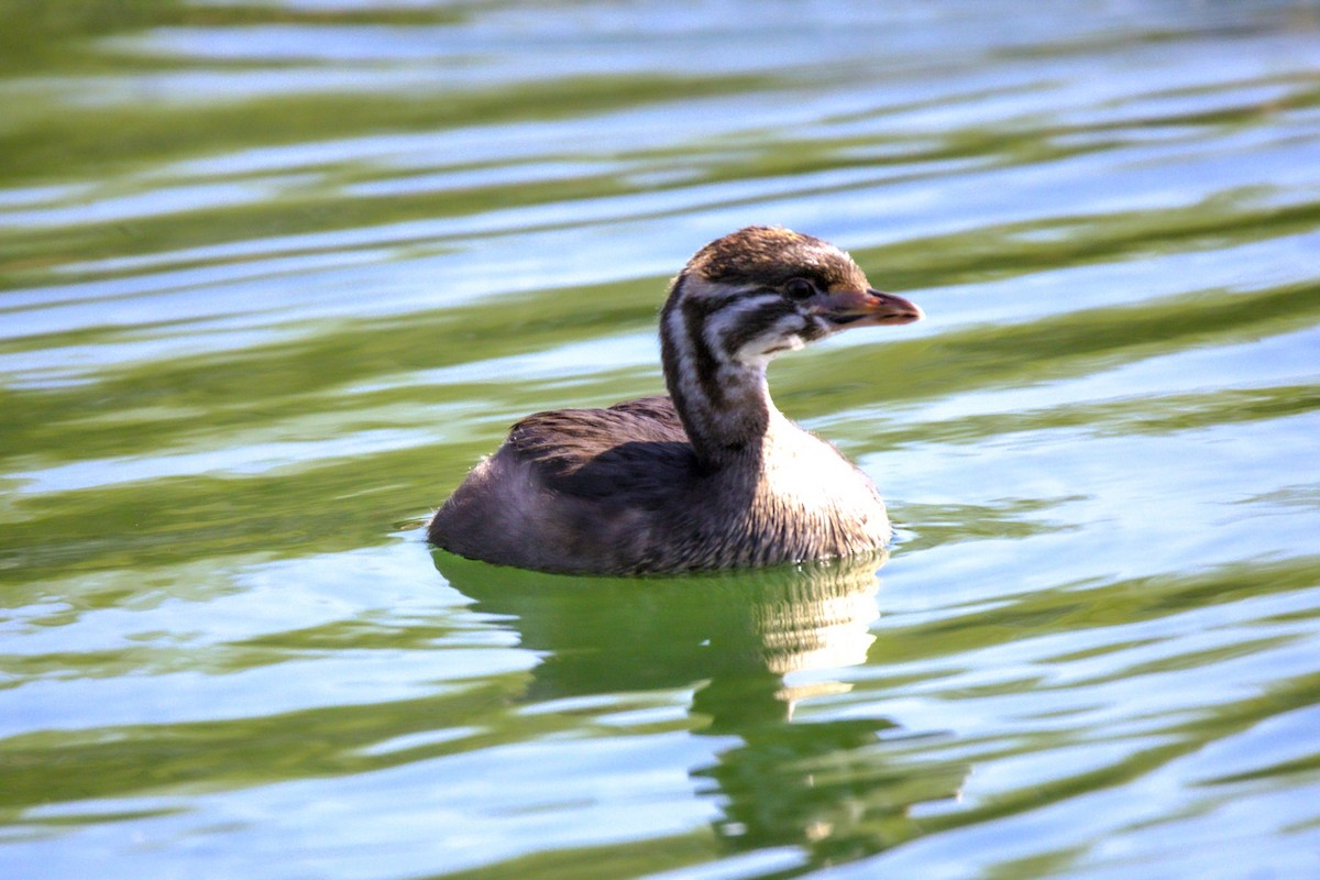 Pied-billed Grebe - ML624136443