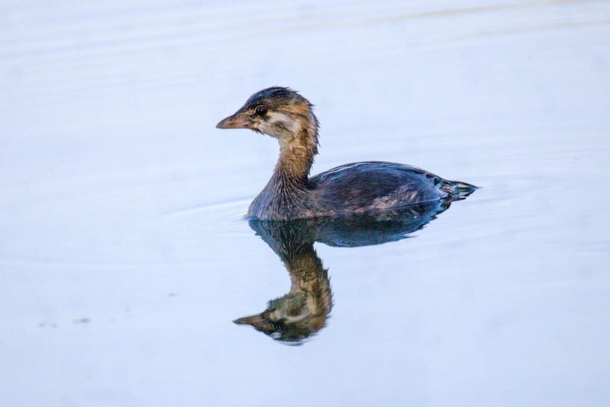 Pied-billed Grebe - ML624136445