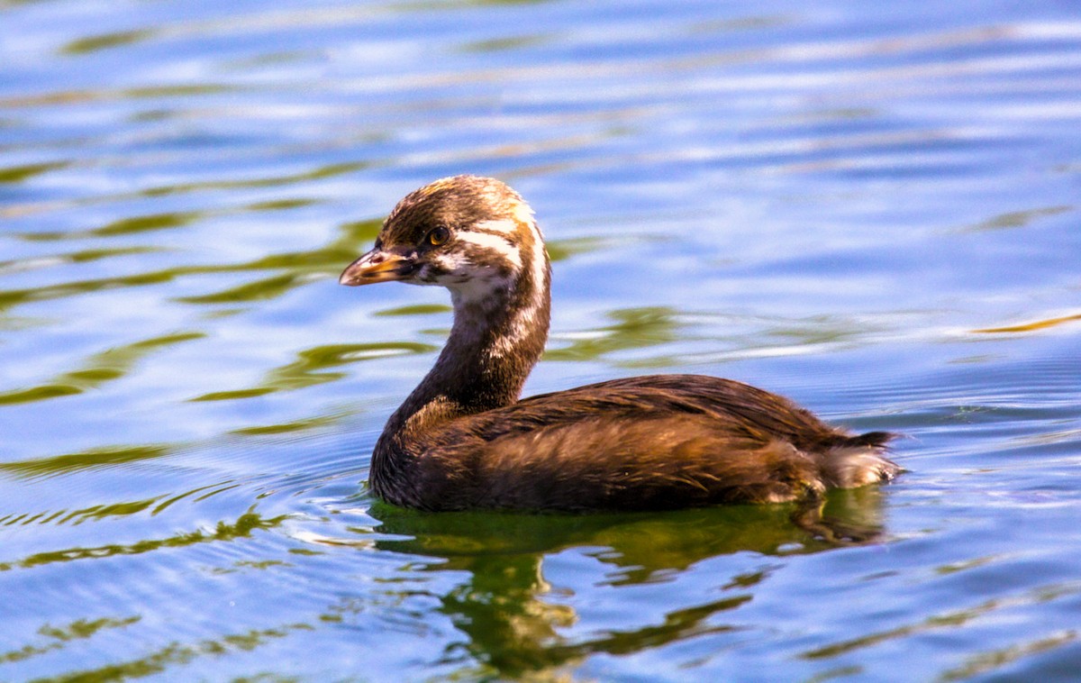 Pied-billed Grebe - ML624136446