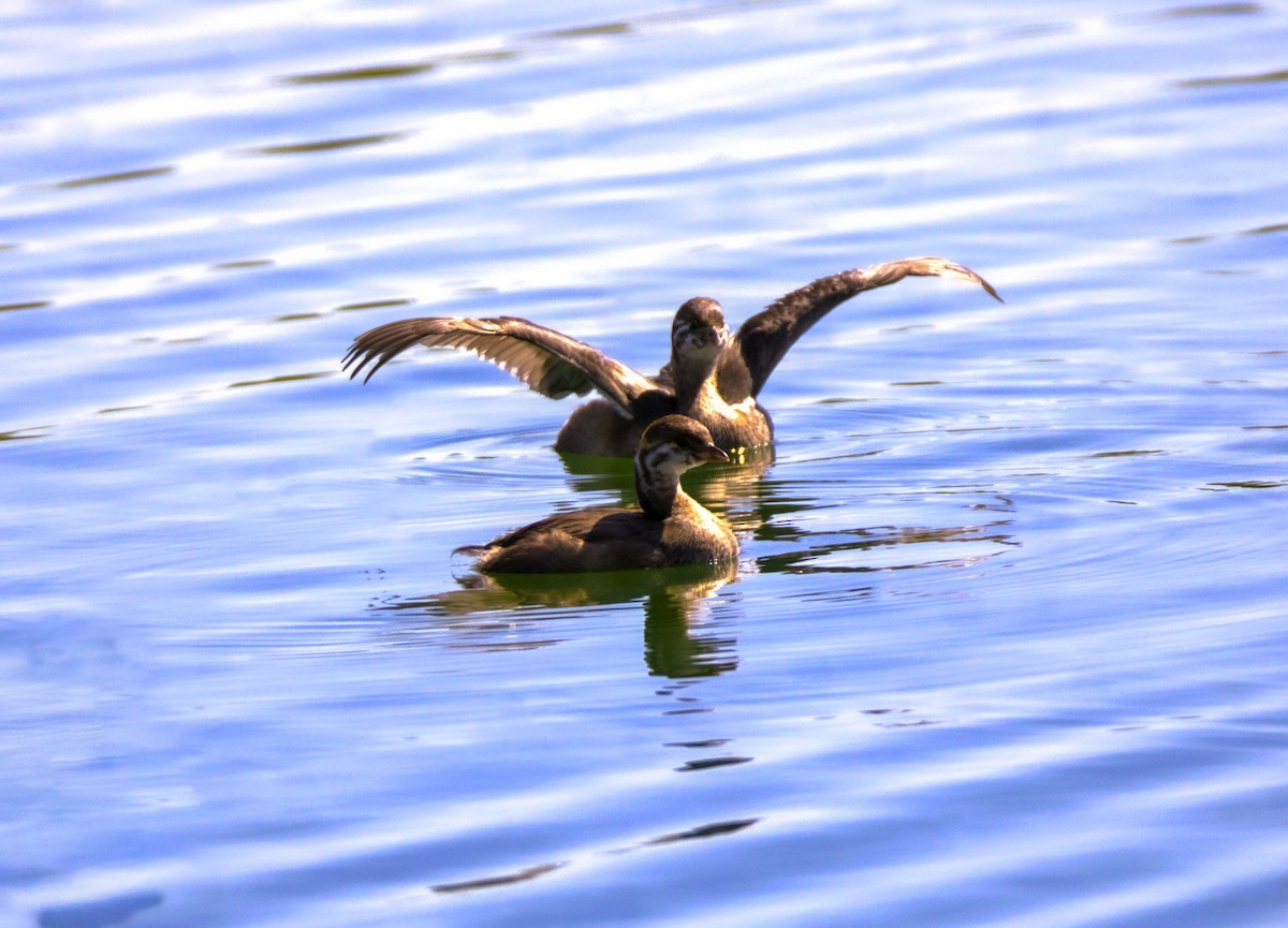 Pied-billed Grebe - ML624136447