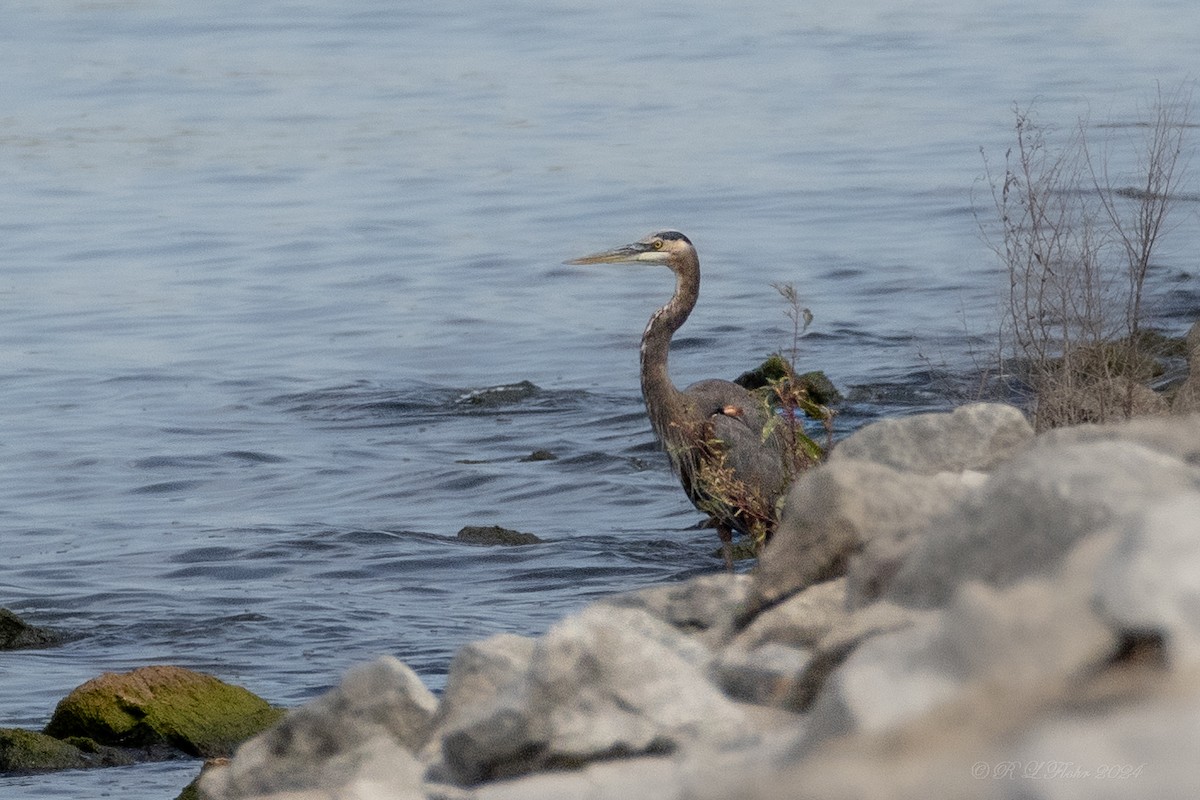 Great Blue Heron - ML624136448