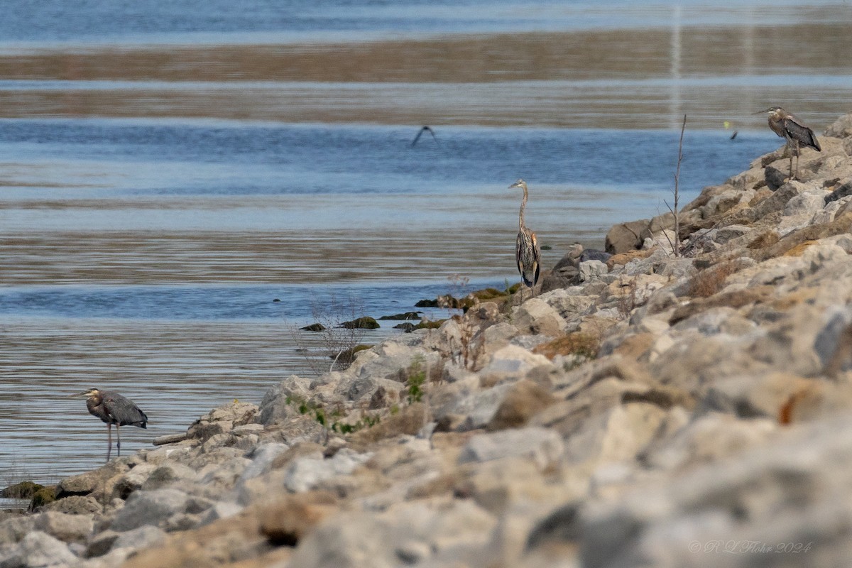 Great Blue Heron - Anonymous