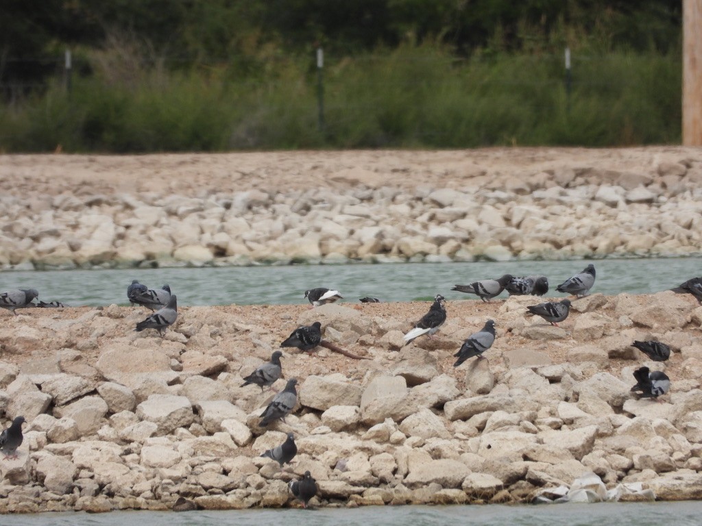 Rock Pigeon (Feral Pigeon) - Monica Rose