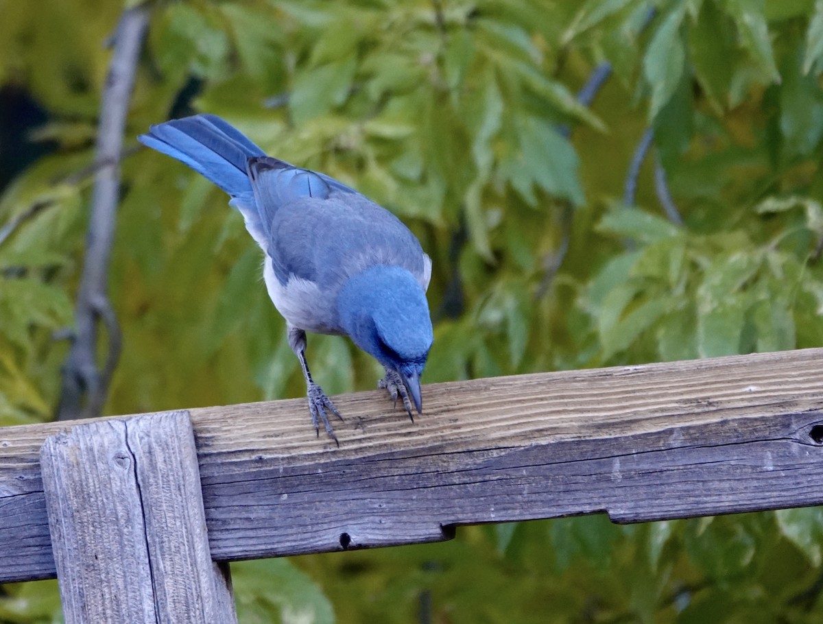 Mexican Jay (Arizona) - ML624136463