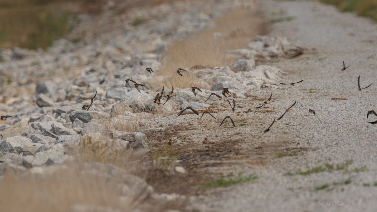 Barn Swallow - ML624136478