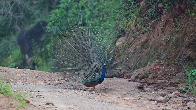 Indian Peafowl - ML624136490