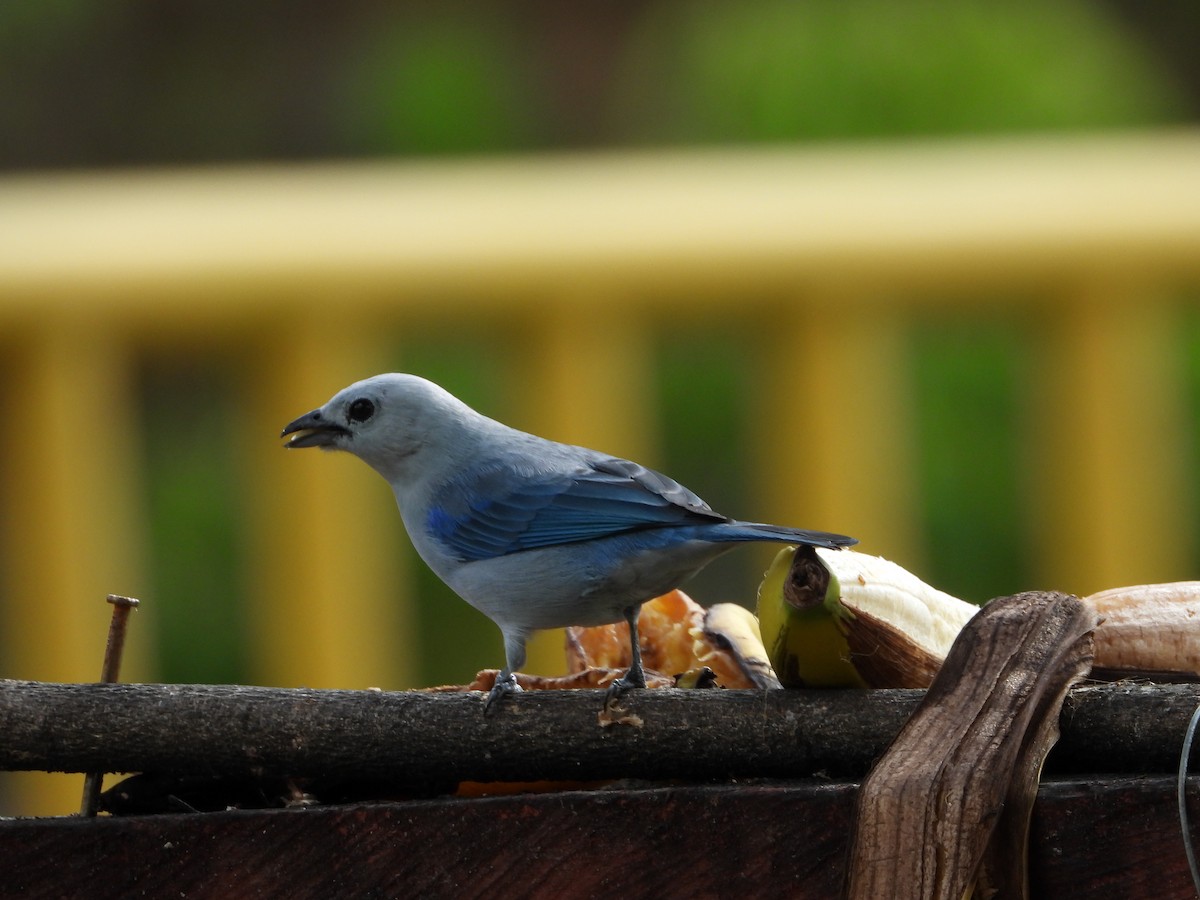 Blue-gray Tanager - ML624136501