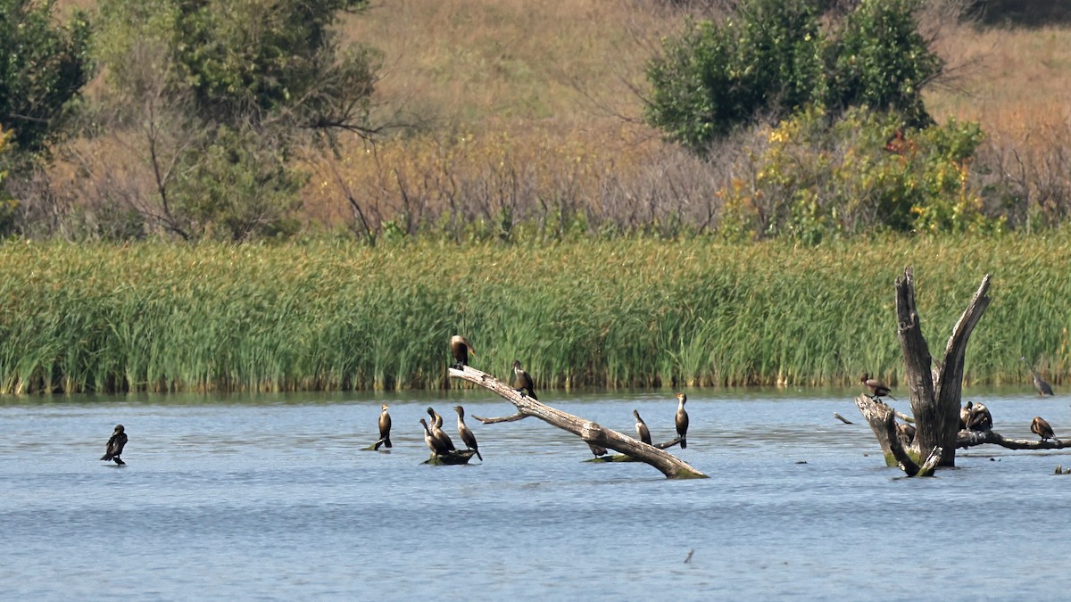 Double-crested Cormorant - Anonymous