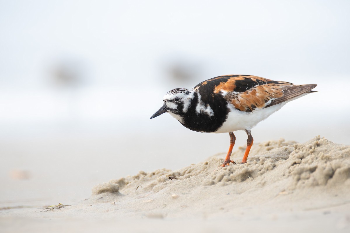 Ruddy Turnstone - ML624136507