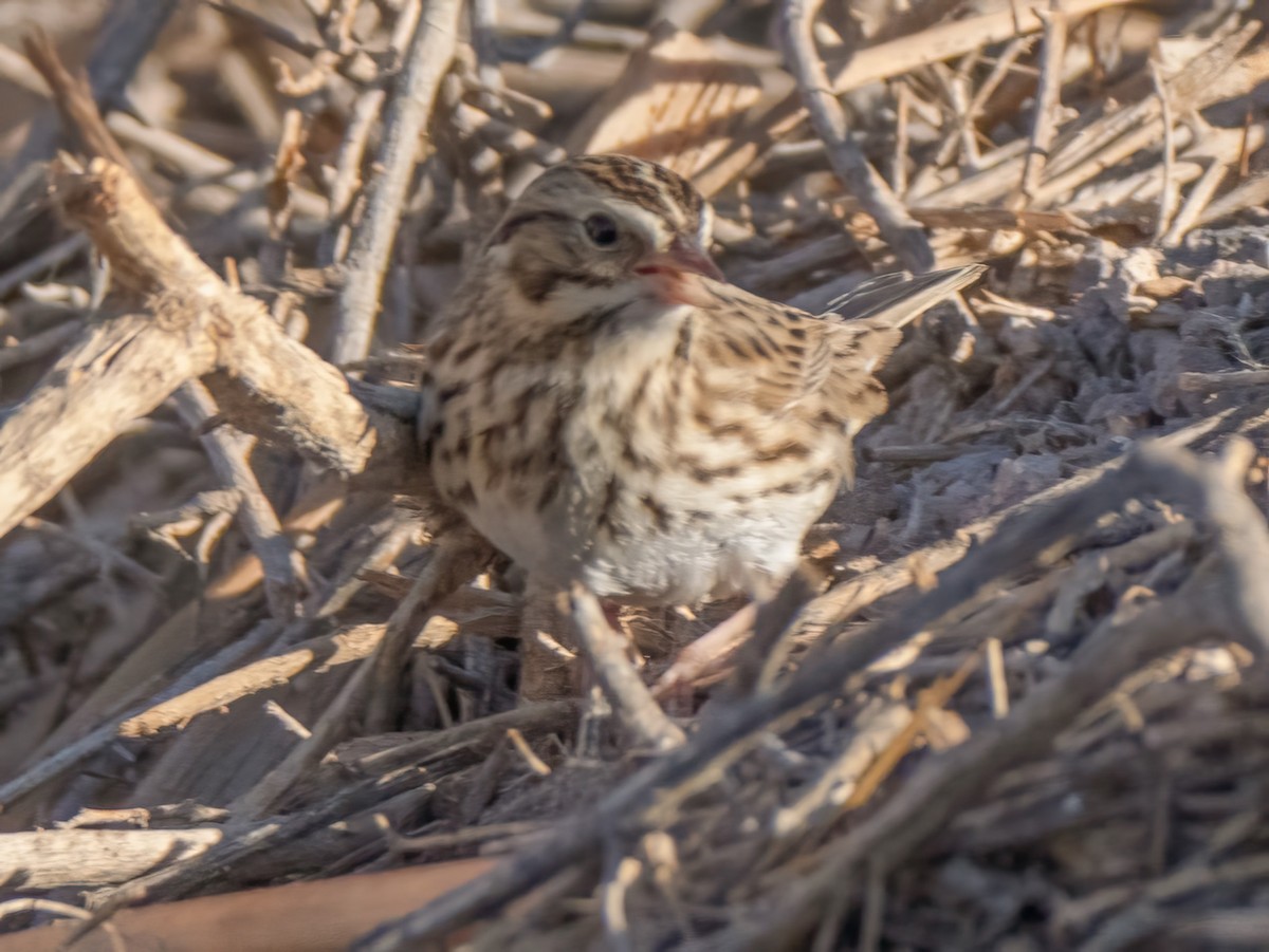 Savannah Sparrow - ML624136508