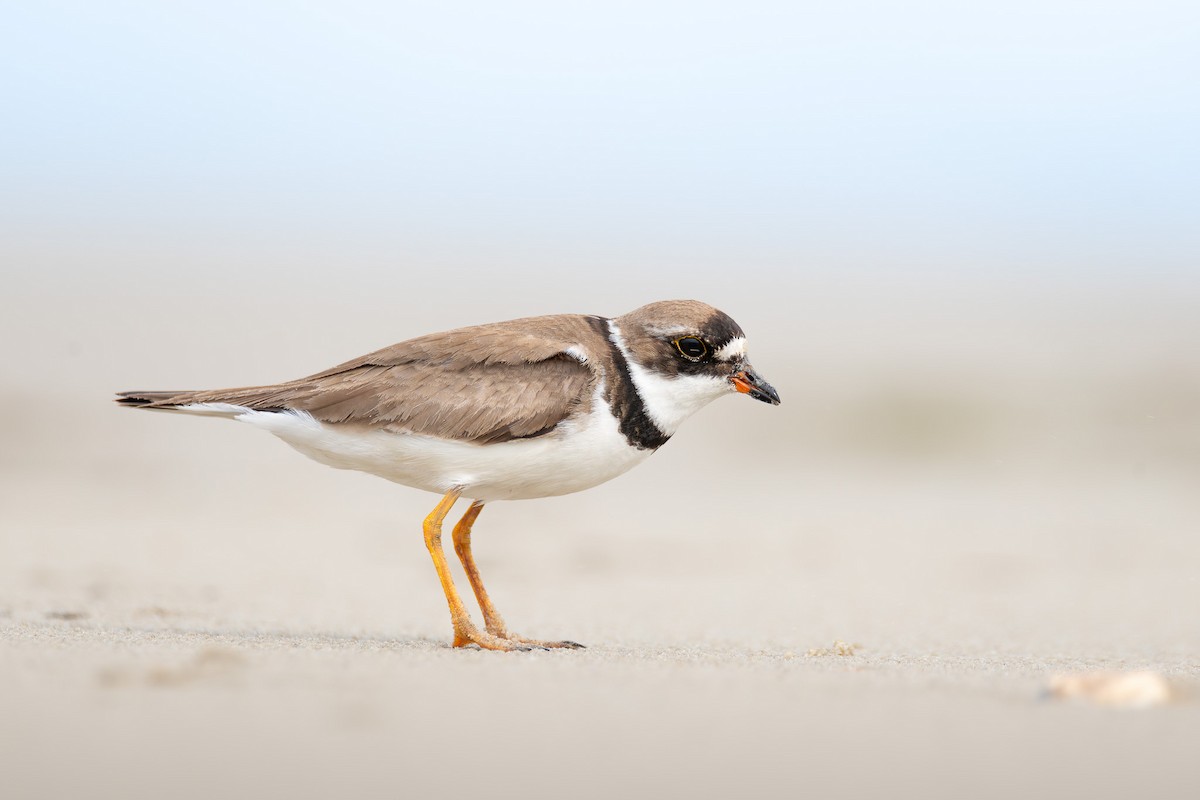 Semipalmated Plover - ML624136514