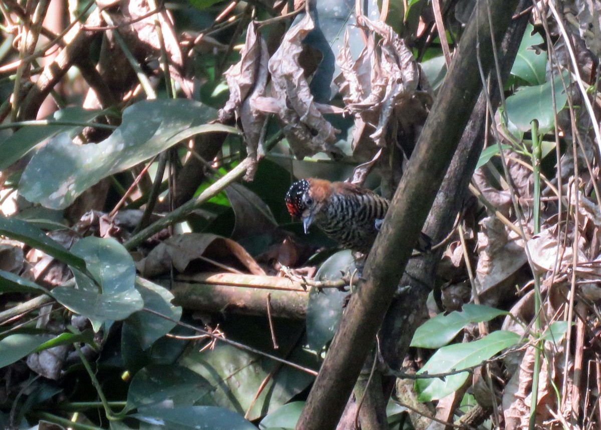 Ochre-collared Piculet - ML624136516