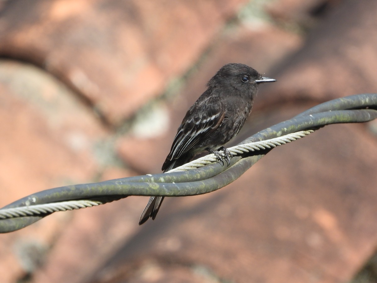 Black Phoebe - Jose Fernando Sanchez O.