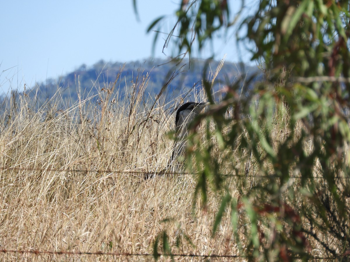 Australian Bustard - ML624136525