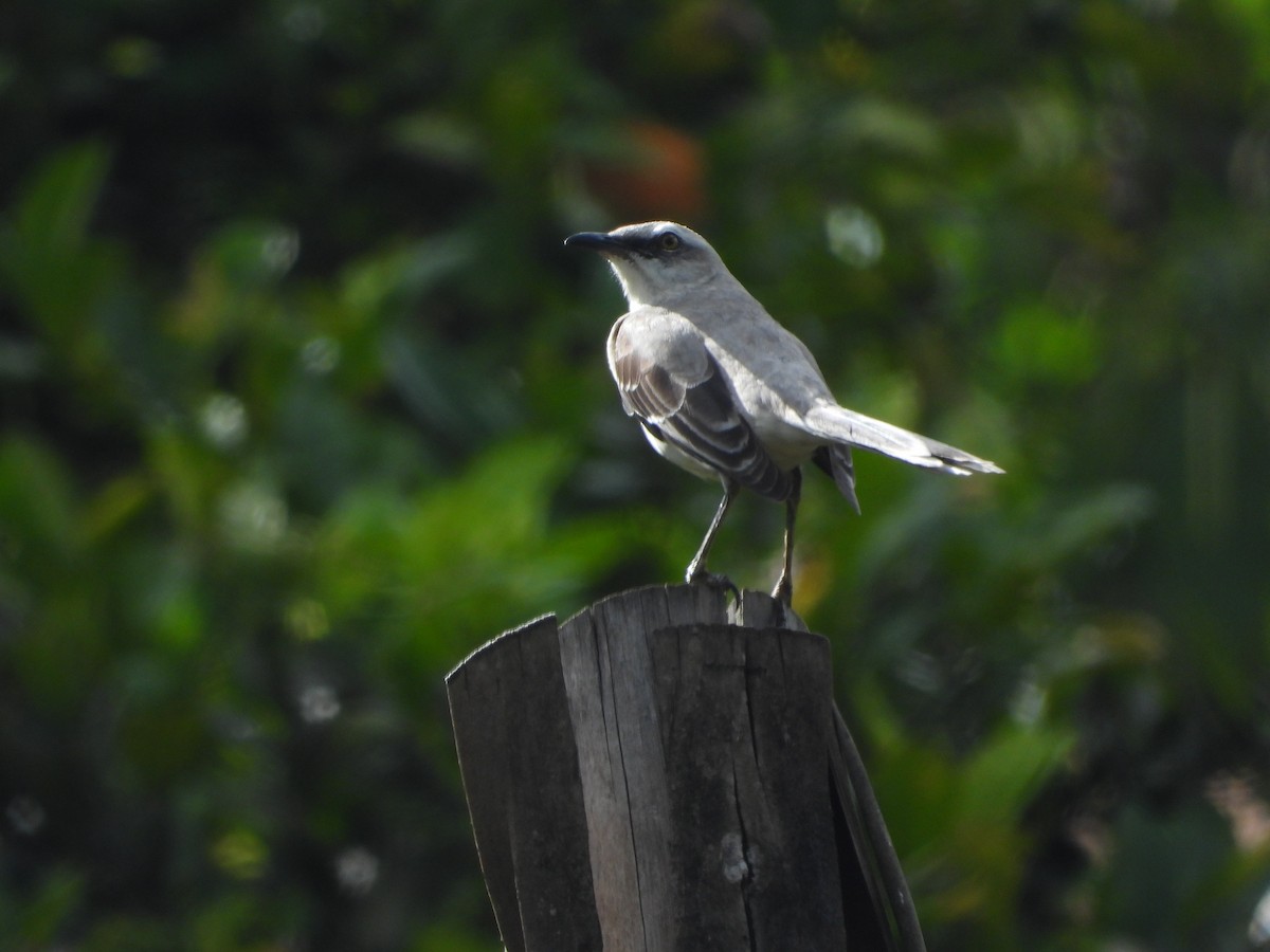 Tropical Mockingbird - ML624136527