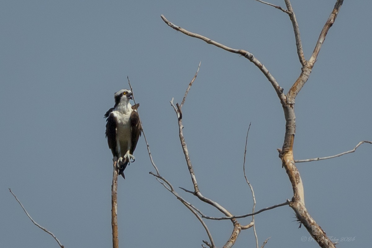 Osprey - ML624136531