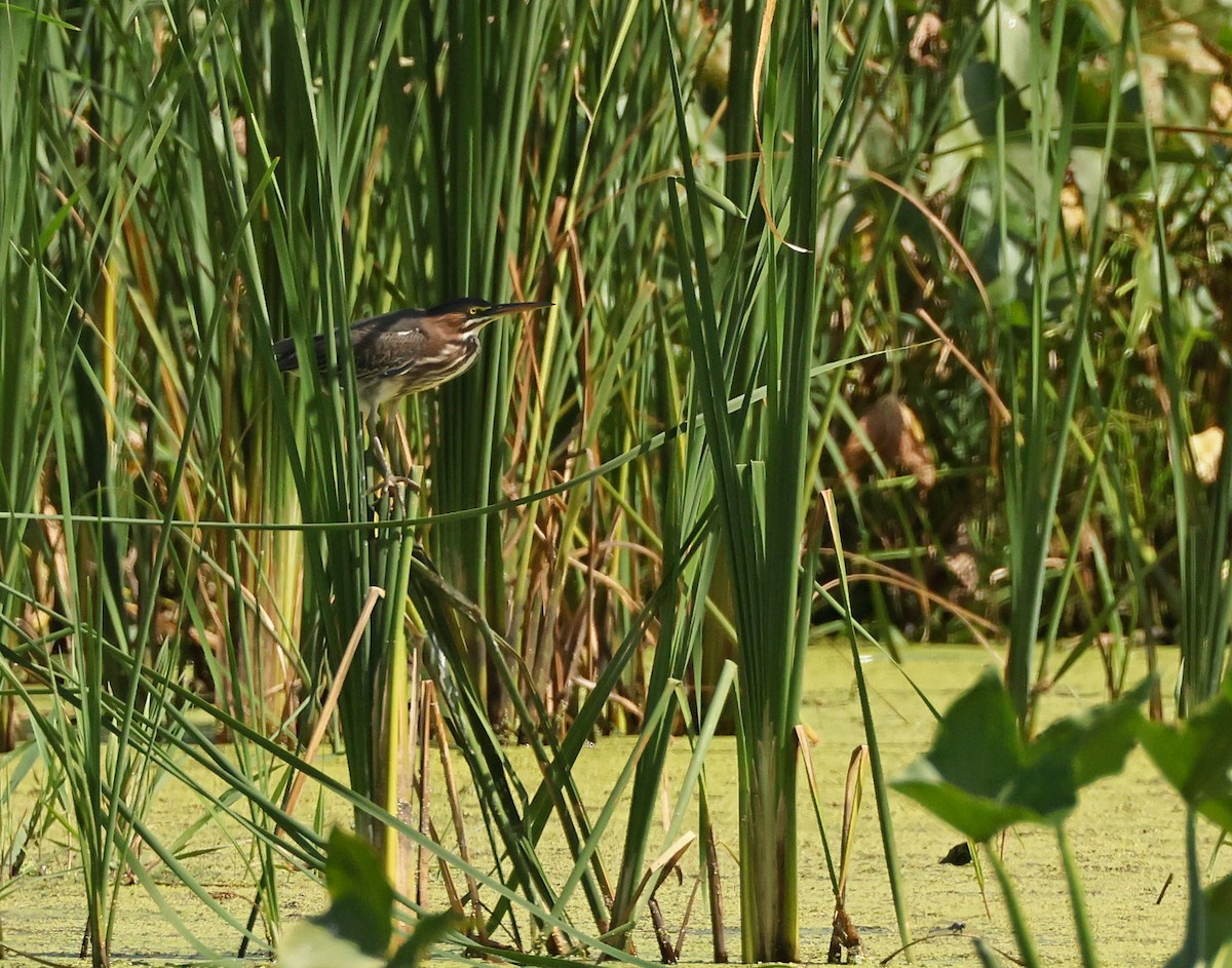 Green Heron - ML624136561