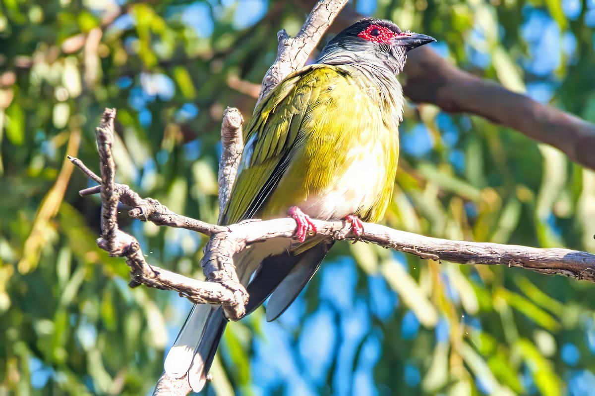 Australasian Figbird - ML624136601