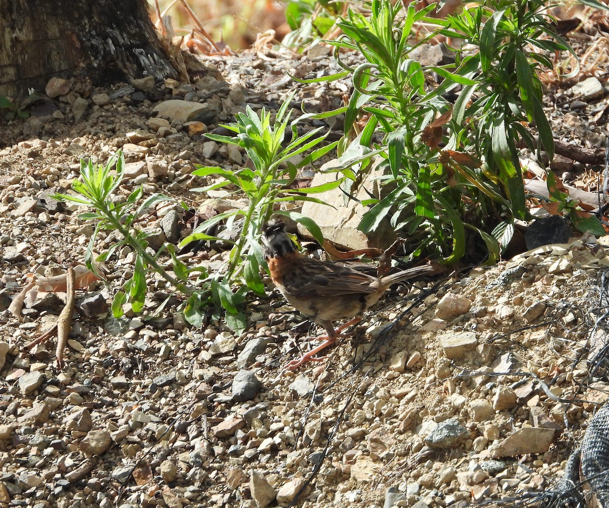 Rufous-collared Sparrow - ML624136605