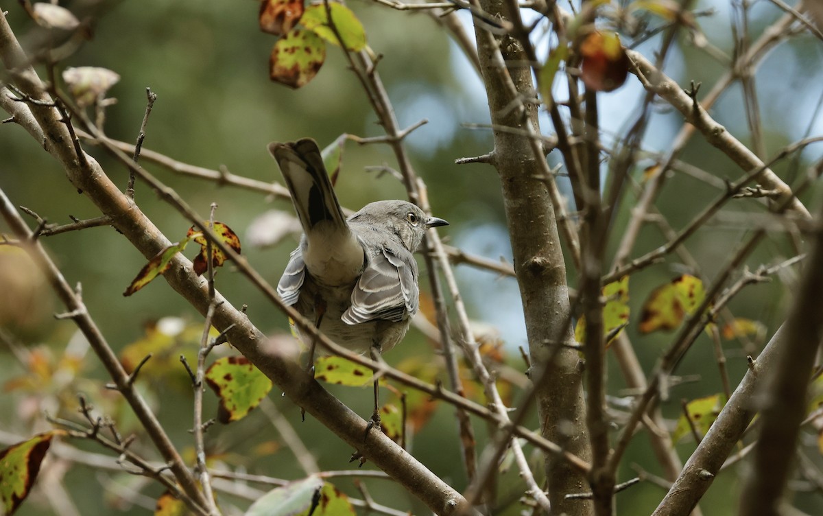 Northern Mockingbird - ML624136618