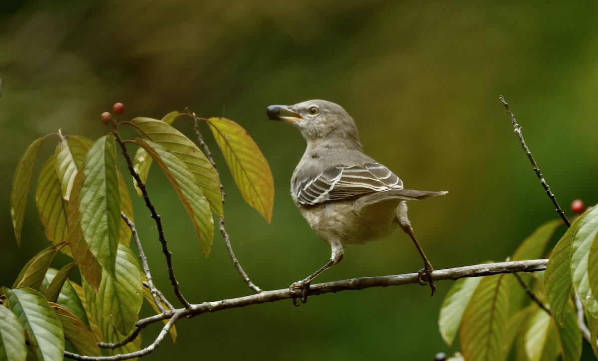 Northern Mockingbird - ML624136619