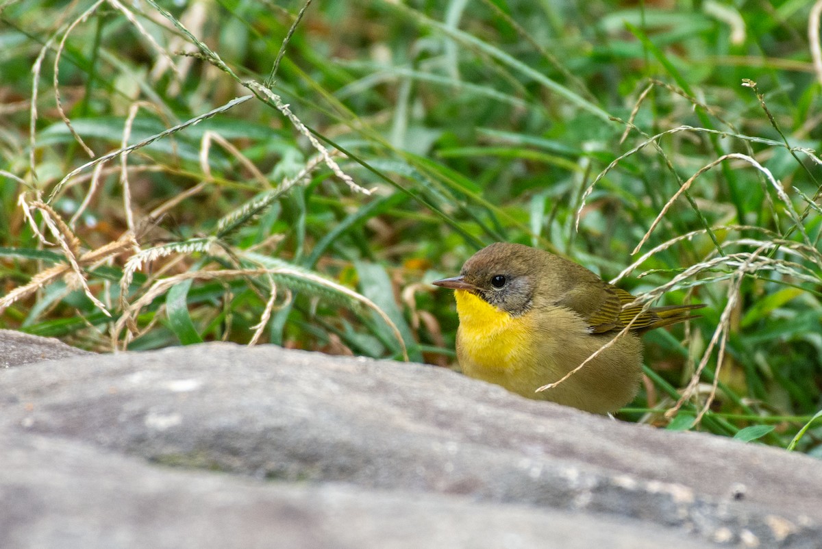 Common Yellowthroat - ML624136626