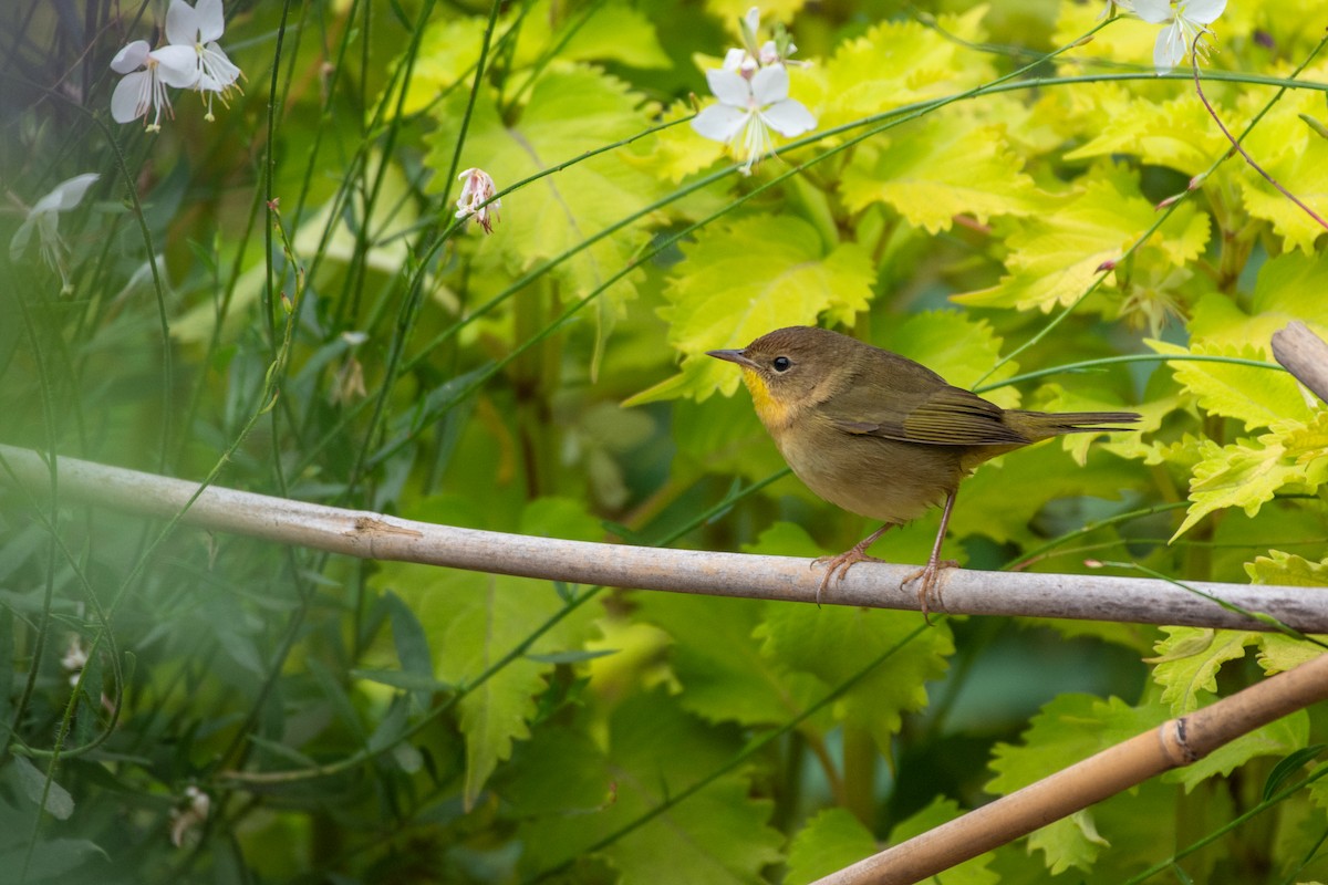 Common Yellowthroat - Kathryn Wilson