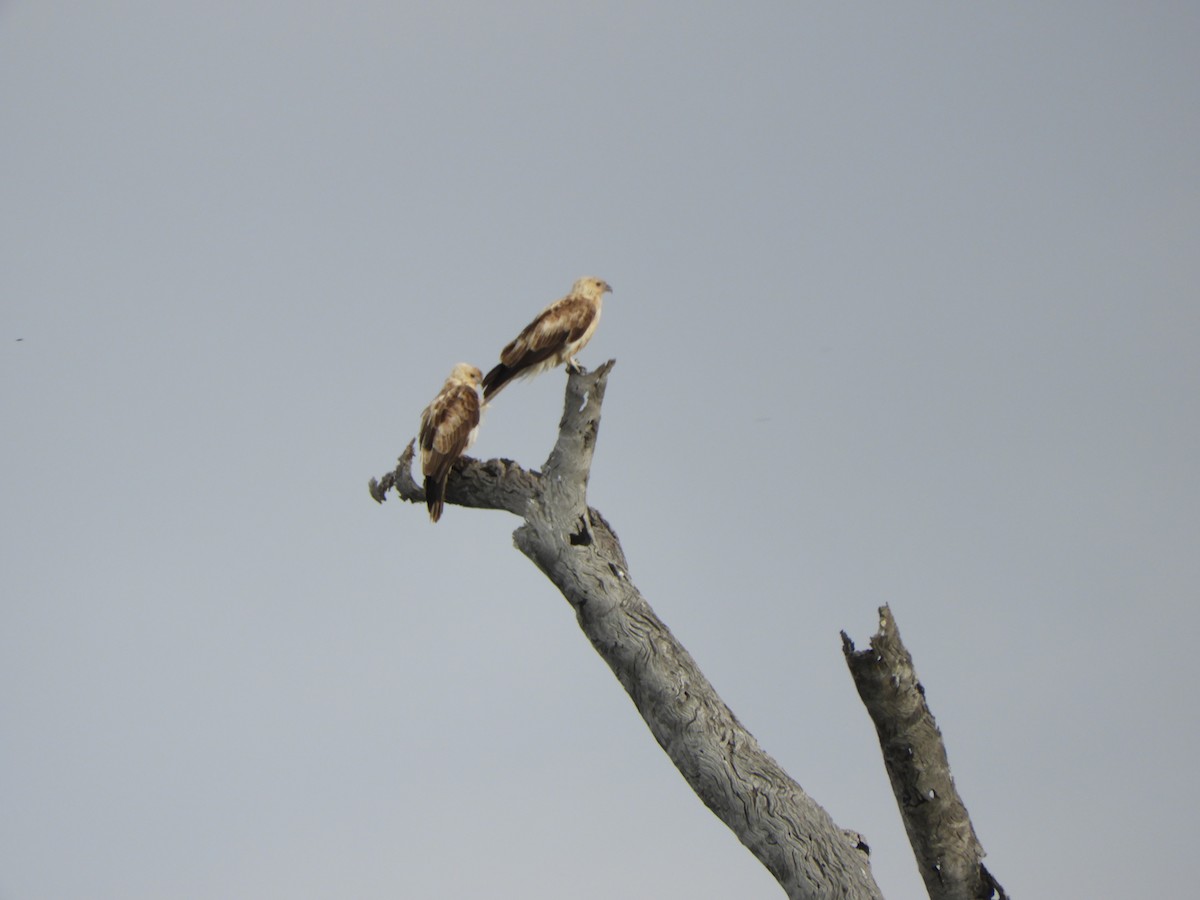 Whistling Kite - ML624136651