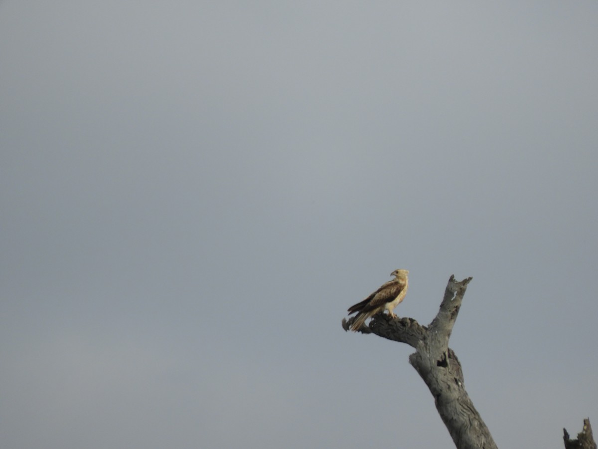 Whistling Kite - ML624136652