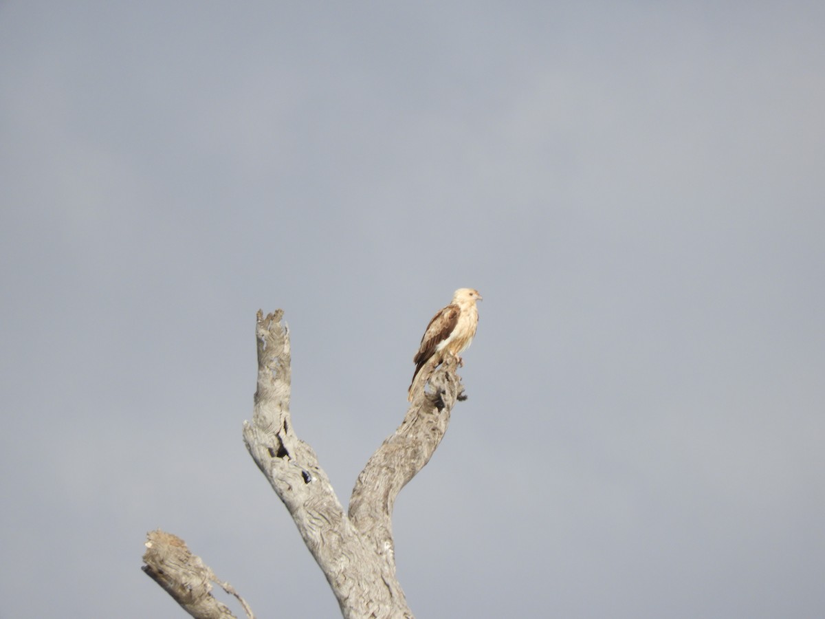 Whistling Kite - ML624136655