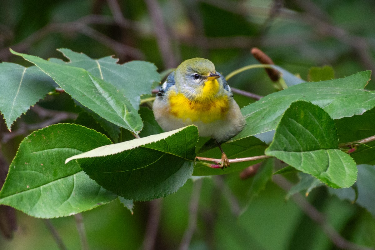 Northern Parula - ML624136657