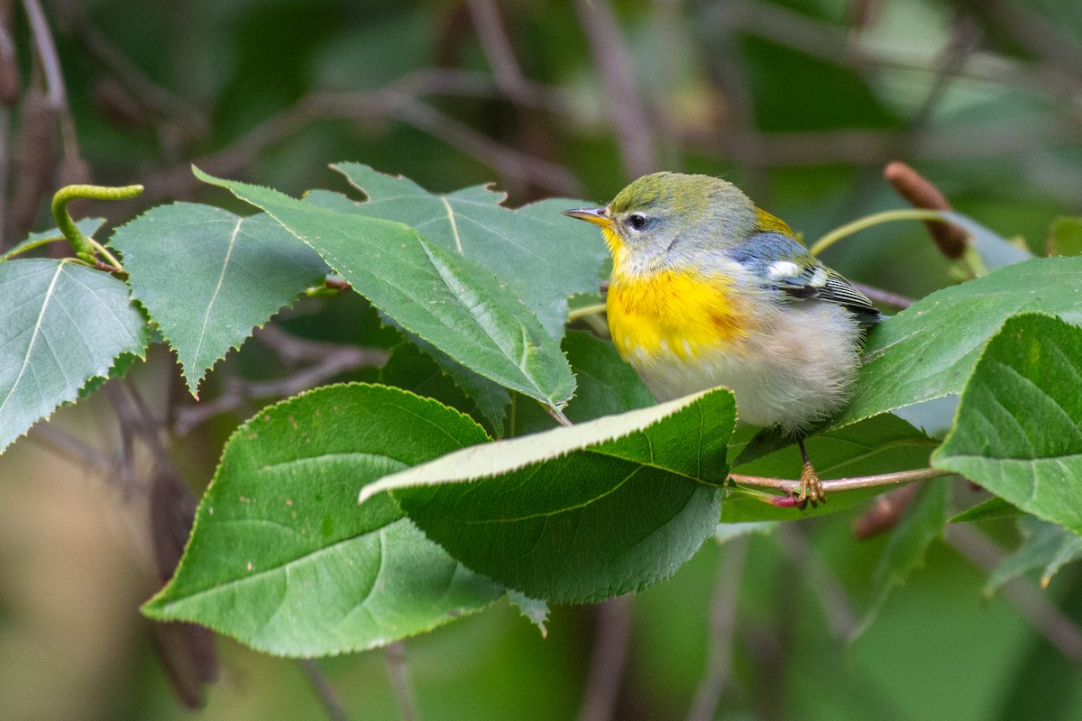 Northern Parula - ML624136658