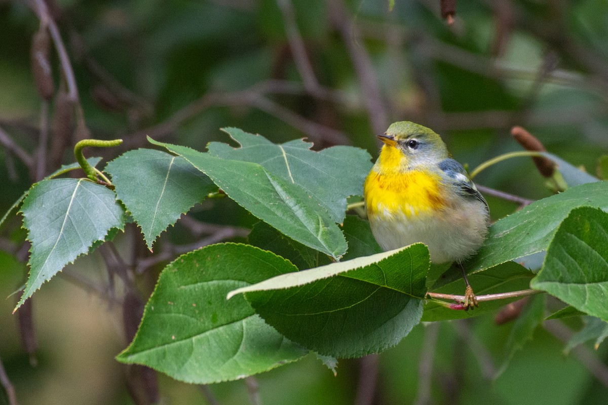 Northern Parula - ML624136659