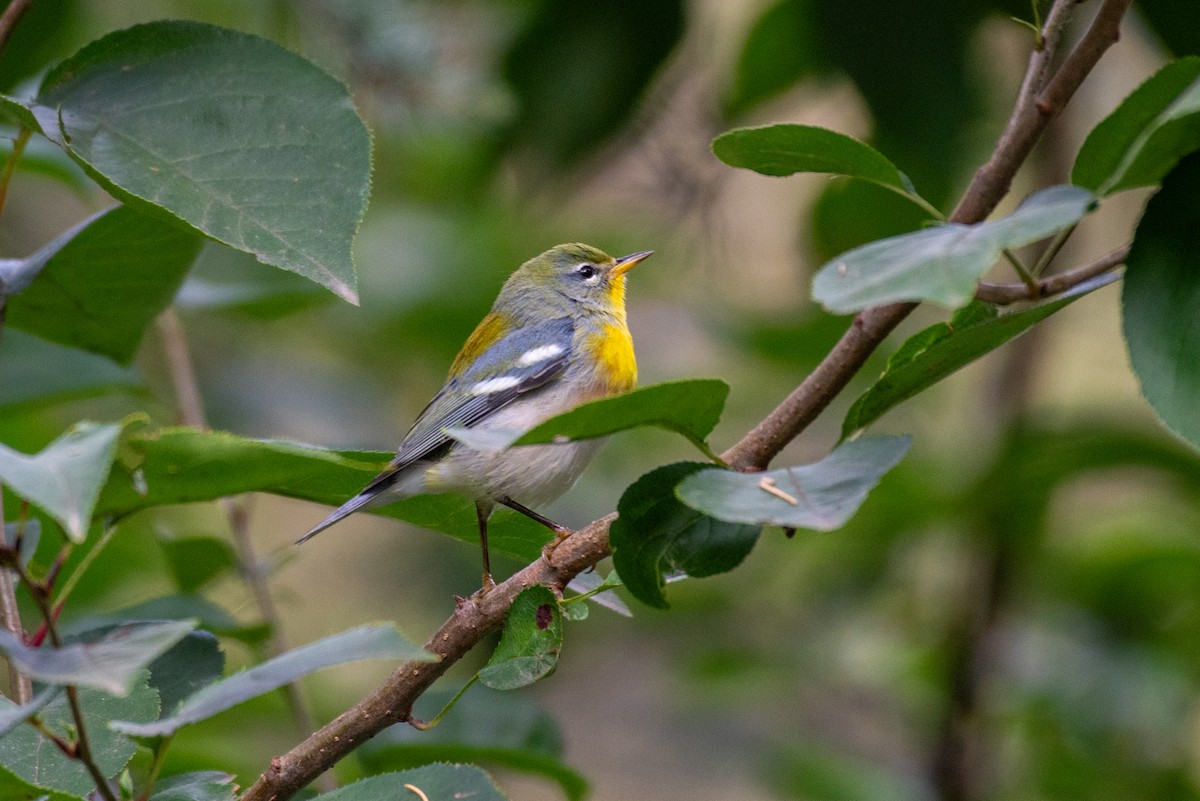 Northern Parula - ML624136660