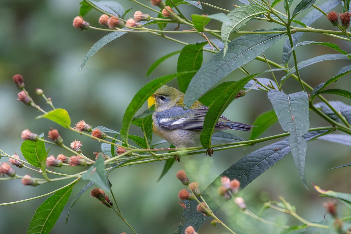 Northern Parula - ML624136662