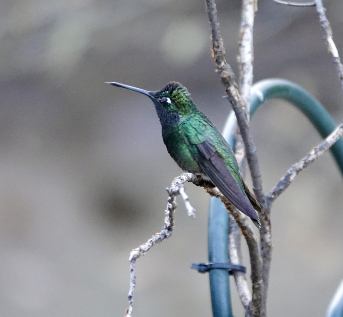 Rivoli's Hummingbird - ML624136663