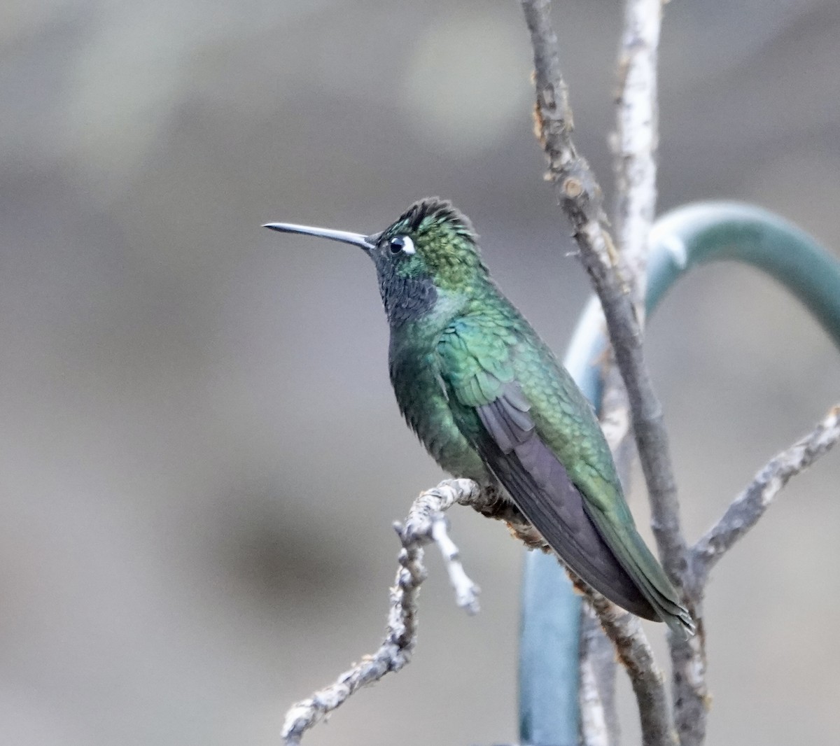 Rivoli's Hummingbird - ML624136664