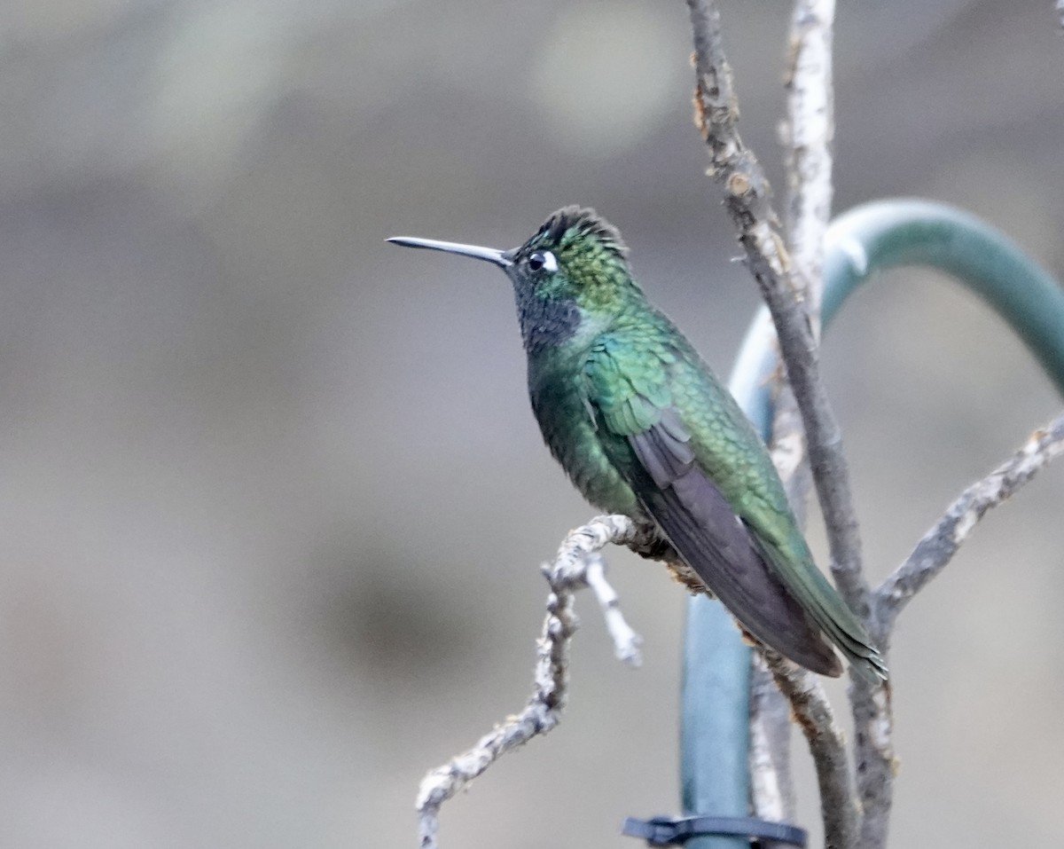 Rivoli's Hummingbird - ML624136665