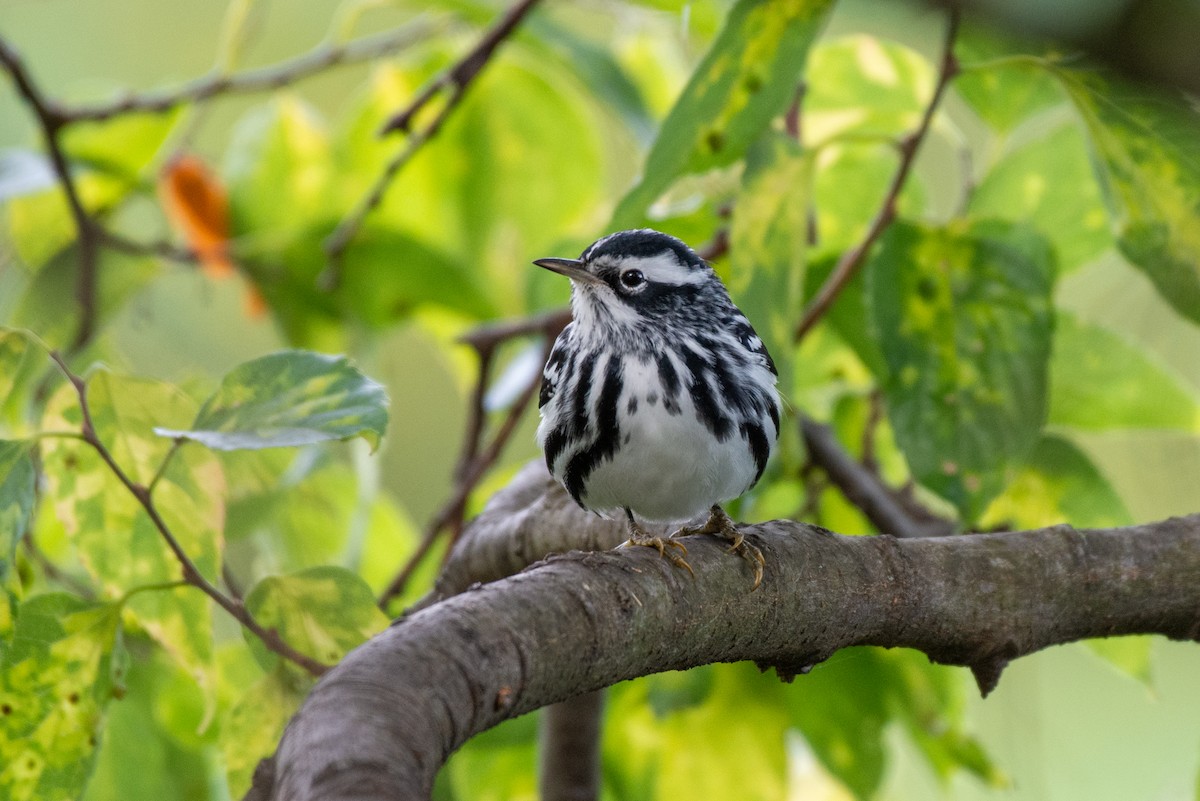 Black-and-white Warbler - ML624136677