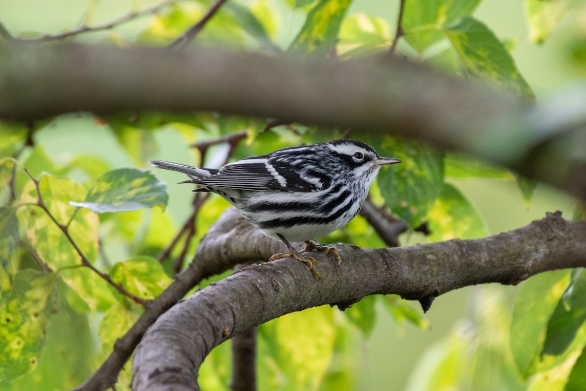 Black-and-white Warbler - ML624136678