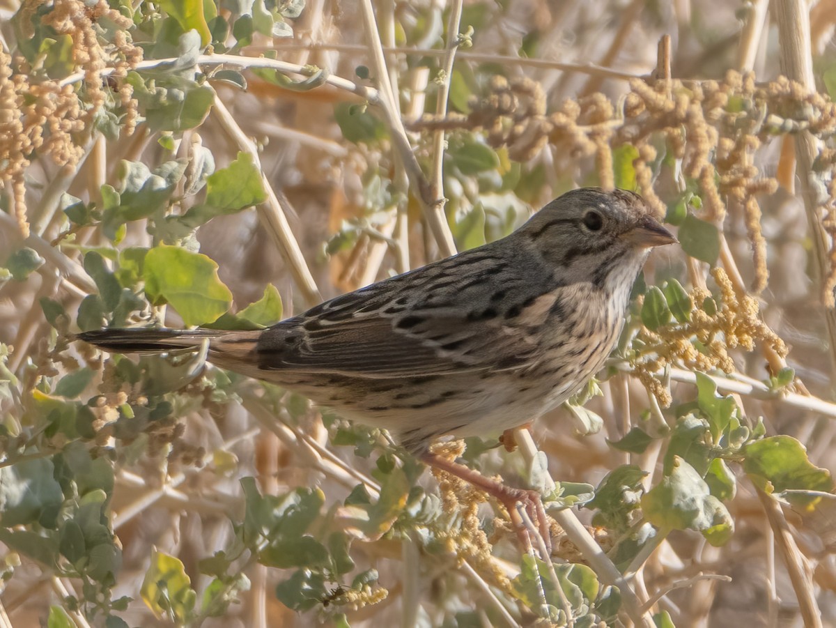 Lincoln's Sparrow - ML624136679