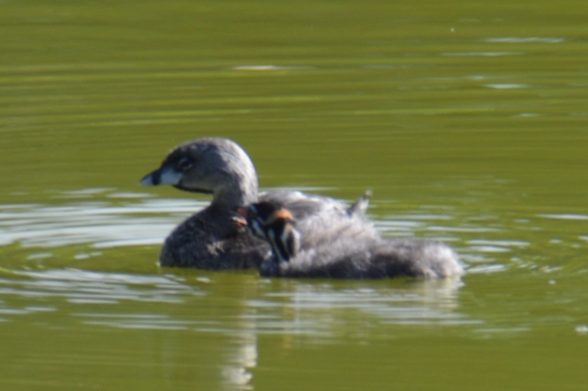 Pied-billed Grebe - ML624136693