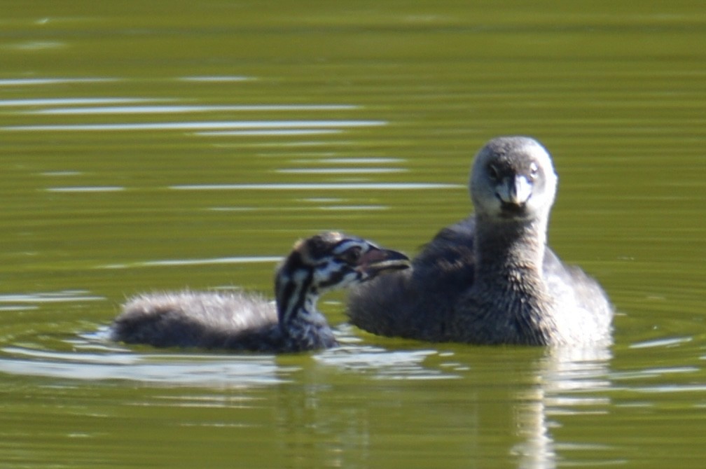 Pied-billed Grebe - ML624136694