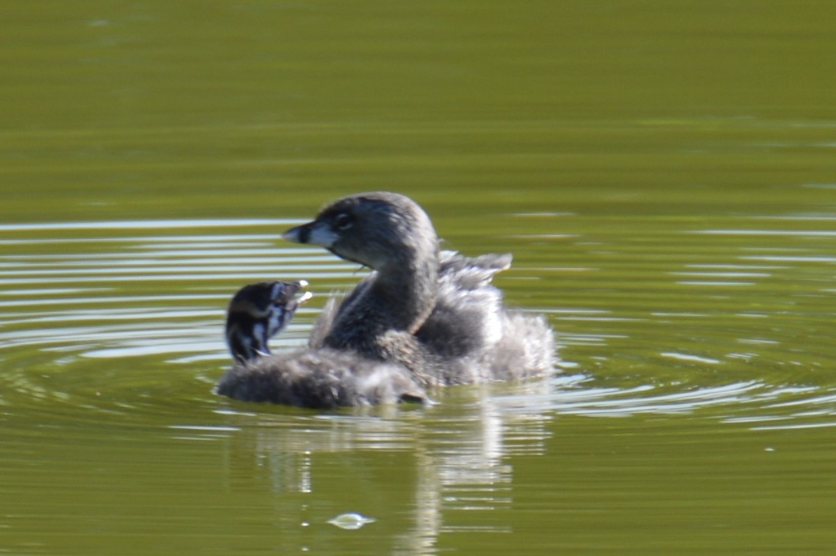 Pied-billed Grebe - ML624136695