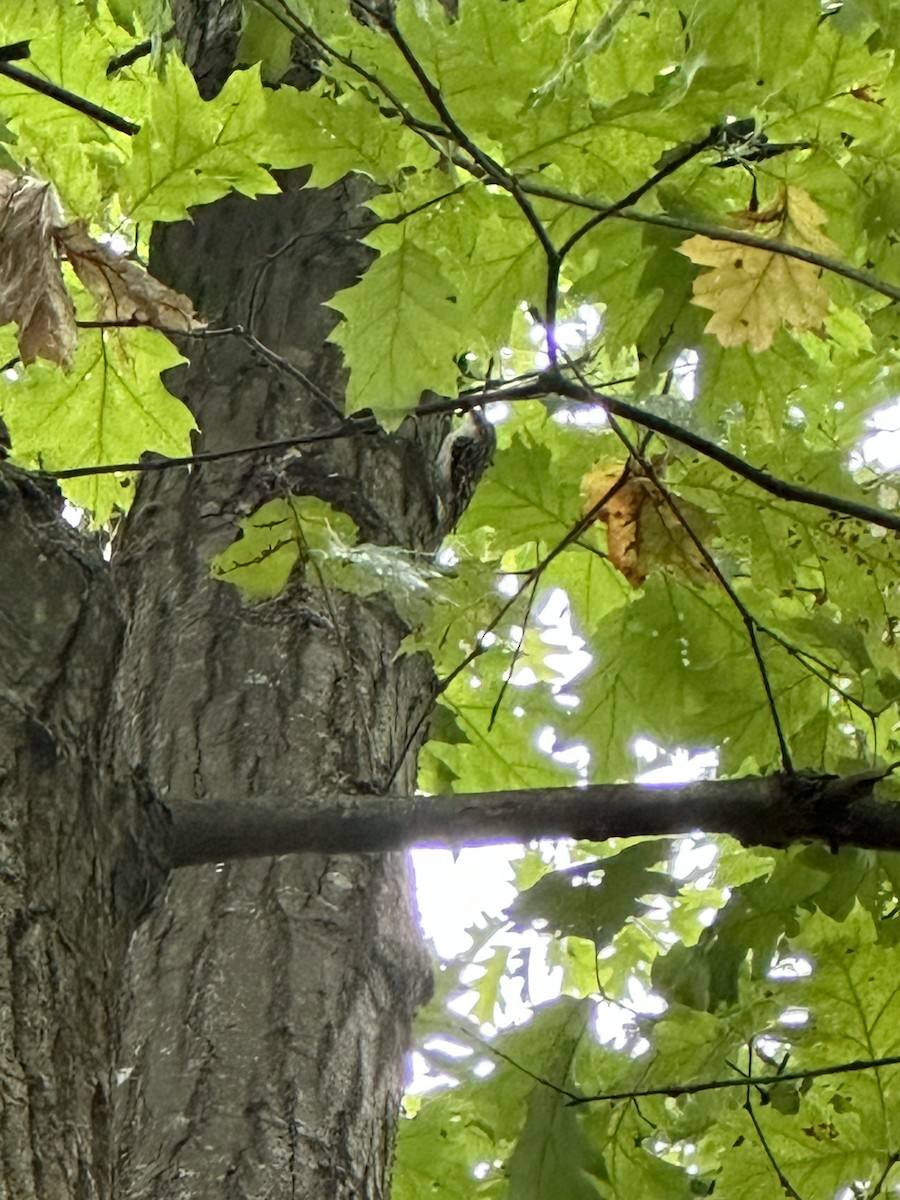 Brown Creeper - ML624136708