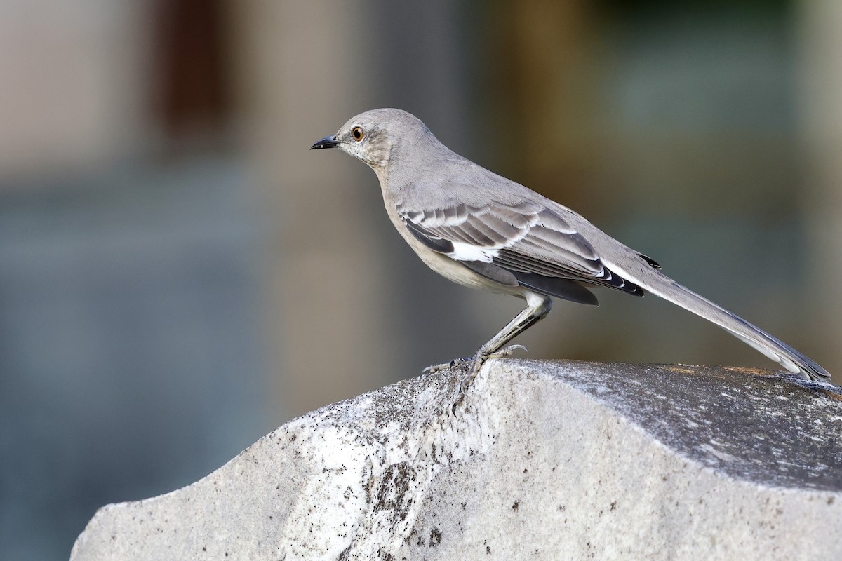 Northern Mockingbird - ML624136714