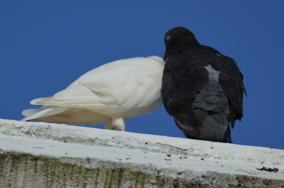 Rock Pigeon (Feral Pigeon) - ML624136737