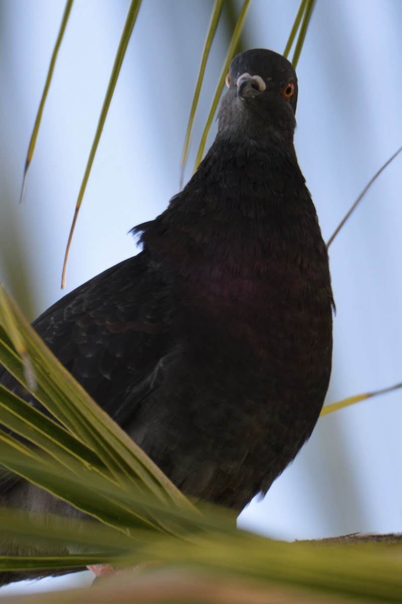 Rock Pigeon (Feral Pigeon) - Caleb Glover