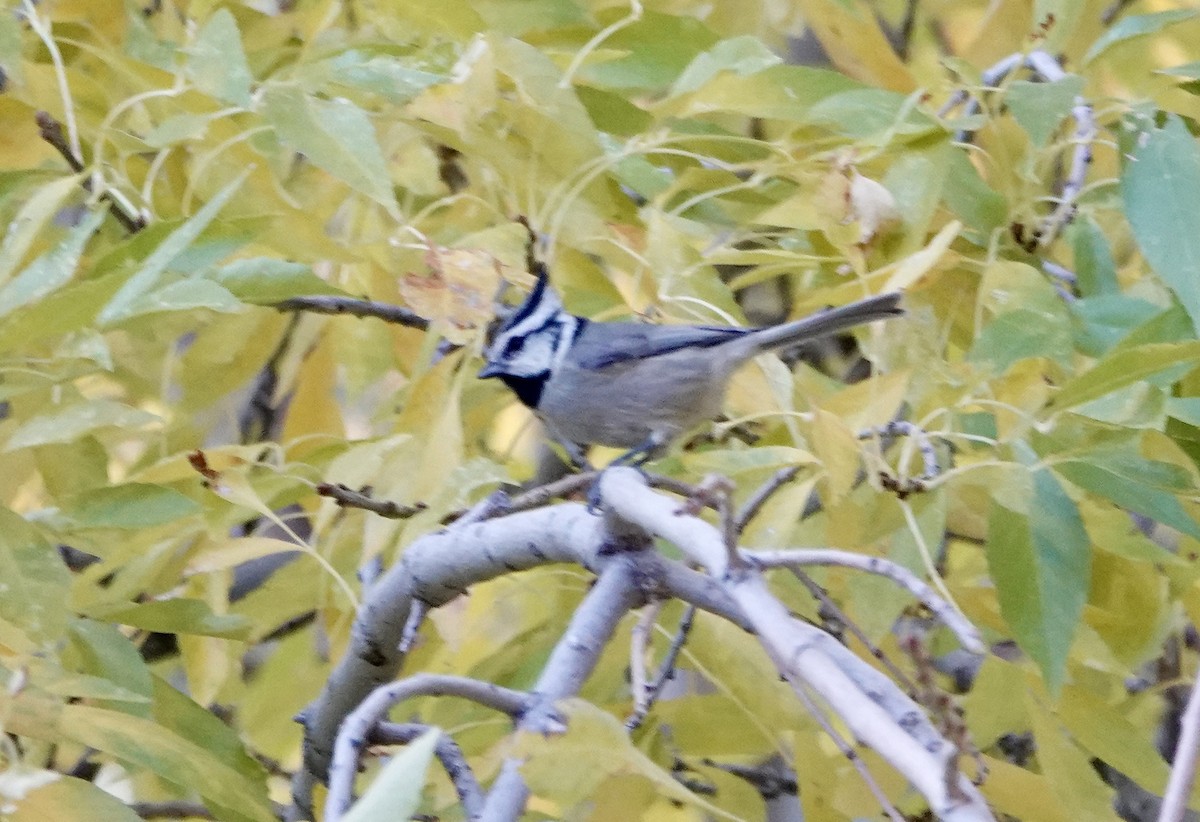 Bridled Titmouse - ML624136740